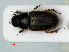  ( - RMNH.INS.535567)  @13 [ ] CreativeCommons - Attribution Non-Commercial Share-Alike (2012) Unspecified Naturalis, Biodiversity Centre