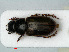  ( - RMNH.INS.535568)  @13 [ ] CreativeCommons - Attribution Non-Commercial Share-Alike (2012) Unspecified Naturalis, Biodiversity Centre