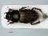  ( - RMNH.INS.535569)  @13 [ ] CreativeCommons - Attribution Non-Commercial Share-Alike (2012) Unspecified Naturalis, Biodiversity Centre