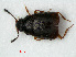  ( - RMNH.INS.535584)  @13 [ ] CreativeCommons - Attribution Non-Commercial Share-Alike (2012) Unspecified Naturalis, Biodiversity Centre