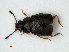 ( - RMNH.INS.535585)  @13 [ ] CreativeCommons - Attribution Non-Commercial Share-Alike (2012) Unspecified Naturalis, Biodiversity Centre