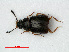  ( - RMNH.INS.535587)  @13 [ ] CreativeCommons - Attribution Non-Commercial Share-Alike (2012) Unspecified Naturalis, Biodiversity Centre