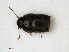  ( - RMNH.INS.535609)  @11 [ ] CreativeCommons - Attribution Non-Commercial Share-Alike (2012) Unspecified Naturalis, Biodiversity Centre