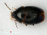  ( - RMNH.INS.535613)  @11 [ ] CreativeCommons - Attribution Non-Commercial Share-Alike (2012) Unspecified Naturalis, Biodiversity Centre