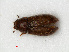  ( - RMNH.INS.535627)  @13 [ ] CreativeCommons - Attribution Non-Commercial Share-Alike (2012) Unspecified Naturalis, Biodiversity Centre