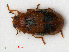  (Coccidula scutellata - RMNH.INS.535633)  @14 [ ] CreativeCommons - Attribution Non-Commercial Share-Alike (2012) Unspecified Naturalis, Biodiversity Centre