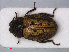  (Spercheus emarginatus - RMNH.INS.535649)  @14 [ ] CreativeCommons - Attribution Non-Commercial Share-Alike (2012) Unspecified Naturalis, Biodiversity Centre