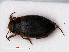  ( - RMNH.INS.535662)  @13 [ ] CreativeCommons - Attribution Non-Commercial Share-Alike (2012) Unspecified Naturalis, Biodiversity Centre