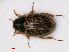  ( - RMNH.INS.535663)  @11 [ ] CreativeCommons - Attribution Non-Commercial Share-Alike (2012) Unspecified Naturalis, Biodiversity Centre