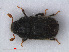  ( - RMNH.INS.535875)  @13 [ ] CreativeCommons - Attribution Non-Commercial Share-Alike (2012) Unspecified Naturalis, Biodiversity Centre