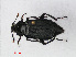  ( - RMNH.INS.535902)  @14 [ ] CreativeCommons - Attribution Non-Commercial Share-Alike (2012) Unspecified Naturalis, Biodiversity Centre