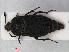  (Thanatophilus sinuatus - RMNH.INS.535904)  @15 [ ] CreativeCommons - Attribution Non-Commercial Share-Alike (2012) Unspecified Naturalis, Biodiversity Centre