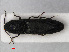  ( - RMNH.INS.535909)  @13 [ ] CreativeCommons - Attribution Non-Commercial Share-Alike (2012) Unspecified Naturalis, Biodiversity Centre