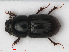  ( - RMNH.INS.535945)  @14 [ ] CreativeCommons - Attribution Non-Commercial Share-Alike (2012) Unspecified Naturalis, Biodiversity Centre