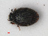  (Cryptopleurum crenatum - RMNH.INS.535958)  @11 [ ] CreativeCommons - Attribution Non-Commercial Share-Alike (2012) Unspecified Naturalis, Biodiversity Centre