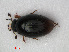 ( - RMNH.INS.535960)  @11 [ ] CreativeCommons - Attribution Non-Commercial Share-Alike (2012) Unspecified Naturalis, Biodiversity Centre