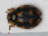  (Adalia decempunctata - RMNH.INS.535986)  @14 [ ] CreativeCommons - Attribution Non-Commercial Share-Alike (2012) Unspecified Naturalis, Biodiversity Centre