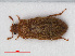  (Byturus tomentosus - RMNH.INS.535990)  @14 [ ] CreativeCommons - Attribution Non-Commercial Share-Alike (2012) Unspecified Naturalis, Biodiversity Centre