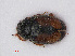  (Nephus redtenbacheri - RMNH.INS.535896)  @13 [ ] CreativeCommons - Attribution Non-Commercial Share-Alike (2013) Unspecified Naturalis Biodiversity Center