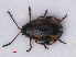  ( - RMNH.INS.536486)  @14 [ ] CreativeCommons - Attribution Non-Commercial Share-Alike (2013) Unspecified Naturalis Biodiversity Center