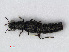  ( - RMNH.INS.536586)  @13 [ ] CreativeCommons - Attribution Non-Commercial Share-Alike (2013) Unspecified Naturalis Biodiversity Center