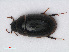  ( - RMNH.INS.536610)  @11 [ ] CreativeCommons - Attribution Non-Commercial Share-Alike (2013) Unspecified Naturalis Biodiversity Center