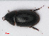  ( - RMNH.INS.536612)  @11 [ ] CreativeCommons - Attribution Non-Commercial Share-Alike (2013) Unspecified Naturalis Biodiversity Center