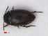  (Graptodytes granularis - RMNH.INS.536618)  @13 [ ] CreativeCommons - Attribution Non-Commercial Share-Alike (2013) Unspecified Naturalis Biodiversity Center
