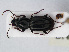  ( - RMNH.INS.536627)  @13 [ ] CreativeCommons - Attribution Non-Commercial Share-Alike (2013) Unspecified Naturalis Biodiversity Center