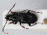  (Pterostichus minor - RMNH.INS.536628)  @14 [ ] CreativeCommons - Attribution Non-Commercial Share-Alike (2013) Unspecified Naturalis Biodiversity Center