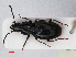  ( - RMNH.INS.536629)  @13 [ ] CreativeCommons - Attribution Non-Commercial Share-Alike (2013) Unspecified Naturalis Biodiversity Center