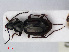  ( - RMNH.INS.536634)  @13 [ ] CreativeCommons - Attribution Non-Commercial Share-Alike (2013) Unspecified Naturalis Biodiversity Center