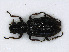  ( - RMNH.INS.536645)  @13 [ ] CreativeCommons - Attribution Non-Commercial Share-Alike (2013) Unspecified Naturalis Biodiversity Center