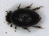  ( - RMNH.INS.536656)  @11 [ ] CreativeCommons - Attribution Non-Commercial Share-Alike (2013) Unspecified Naturalis Biodiversity Center