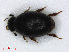  ( - RMNH.INS.536657)  @11 [ ] CreativeCommons - Attribution Non-Commercial Share-Alike (2013) Unspecified Naturalis Biodiversity Center