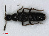  ( - RMNH.INS.536659)  @11 [ ] CreativeCommons - Attribution Non-Commercial Share-Alike (2013) Unspecified Naturalis Biodiversity Center
