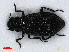  ( - RMNH.INS.536678)  @11 [ ] CreativeCommons - Attribution Non-Commercial Share-Alike (2013) Unspecified Naturalis Biodiversity Center