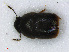  ( - RMNH.INS.536689)  @11 [ ] CreativeCommons - Attribution Non-Commercial Share-Alike (2013) Unspecified Naturalis Biodiversity Center