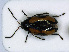  (Phyllotreta dilatata - RMNH.INS.536693)  @11 [ ] CreativeCommons - Attribution Non-Commercial Share-Alike (2013) Unspecified Naturalis Biodiversity Center