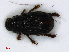  ( - RMNH.INS.536729)  @11 [ ] CreativeCommons - Attribution Non-Commercial Share-Alike (2013) Unspecified Naturalis Biodiversity Center