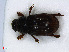  ( - RMNH.INS.536730)  @11 [ ] CreativeCommons - Attribution Non-Commercial Share-Alike (2013) Unspecified Naturalis Biodiversity Center