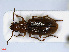  ( - RMNH.INS.542366)  @13 [ ] CreativeCommons - Attribution Non-Commercial Share-Alike (2013) Unspecified Naturalis Biodiversity Center