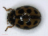  ( - RMNH.INS.542372)  @13 [ ] CreativeCommons - Attribution Non-Commercial Share-Alike (2013) Unspecified Naturalis Biodiversity Center