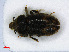  ( - RMNH.INS.542382)  @13 [ ] CreativeCommons - Attribution Non-Commercial Share-Alike (2013) Unspecified Naturalis Biodiversity Center