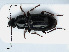  ( - RMNH.INS.542479)  @11 [ ] CreativeCommons - Attribution Non-Commercial Share-Alike (2013) Unspecified Naturalis Biodiversity Center