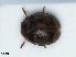  ( - RMNH.INS.542480)  @11 [ ] CreativeCommons - Attribution Non-Commercial Share-Alike (2013) Unspecified Naturalis Biodiversity Center