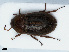 ( - RMNH.INS.542481)  @13 [ ] CreativeCommons - Attribution Non-Commercial Share-Alike (2013) Unspecified Naturalis Biodiversity Center