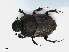  ( - RMNH.INS.542484)  @14 [ ] CreativeCommons - Attribution Non-Commercial Share-Alike (2013) Unspecified Naturalis Biodiversity Center
