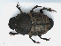  ( - RMNH.INS.542485)  @14 [ ] CreativeCommons - Attribution Non-Commercial Share-Alike (2013) Unspecified Naturalis Biodiversity Center