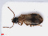  ( - RMNH.INS.542535)  @11 [ ] CreativeCommons - Attribution Non-Commercial Share-Alike (2013) Unspecified Naturalis Biodiversity Center